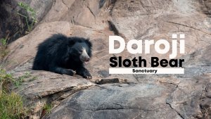 Sloth Bear: Daroji Sanctuary, India