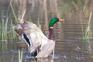 Mallard