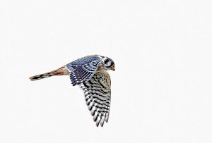 American Kestrel, Male