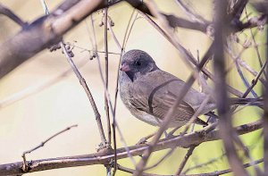 Dark-eyed Junco