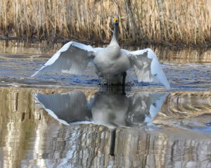 Whooper Swan