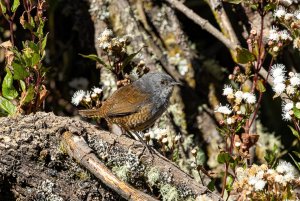 Ancash Tapaculo