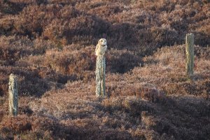 Short-Eared Owl