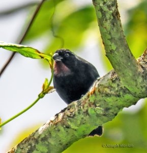 Lesser Antillean Bullfinch