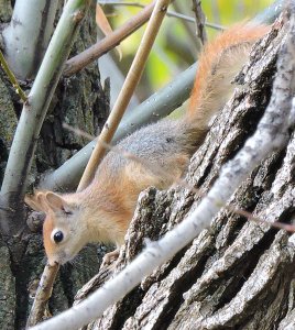 Red squirrel