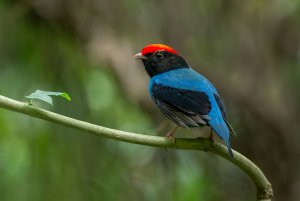 Swallow-tailed Manakin