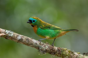 Brassy-breasted Tanager