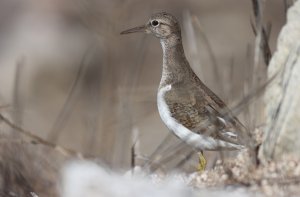 common sandpiper