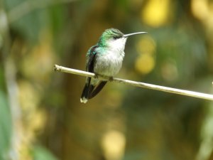 Female Snowcap