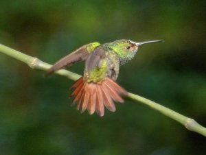 Rufous-tailed Hummingbird