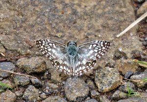 Tropical Checkered-Skipper (Burnsius oileus)