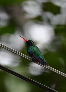 Glittering-bellied Emerald