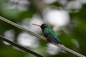 Glittering-bellied Emerald