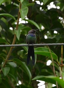 Swallow-tailed Hummingbird