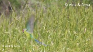 Himalayas-784 : Plum headed Parakeet group feeding  in rain : Amazing Wildlife of India by Renu Tewari and Alok Tewari