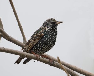 Common Starling