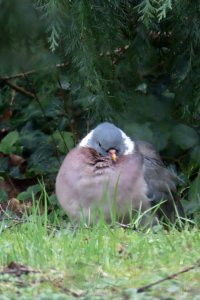 Sheltering