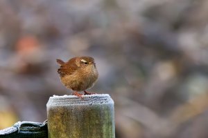 Wren