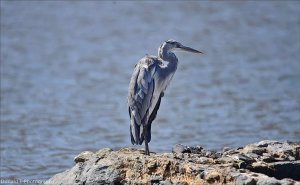 Grey Heron.