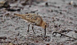 Dunlin.