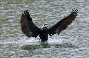 Great Cormorant