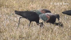 Lakescape-1K51 : Glossy Ibis foraging feeding & calling : Amazing Wildlife of India by Renu Tewari and Alok Tewari