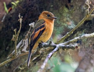 Cinnamon Flycatcher