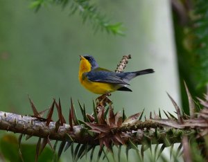 Tropical Parula