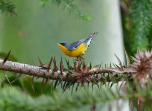 Tropical Parula