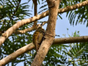 Little Woodpecker (female)