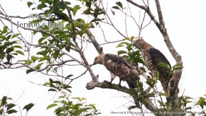 A pair of Jerdon's Baza, Borneo