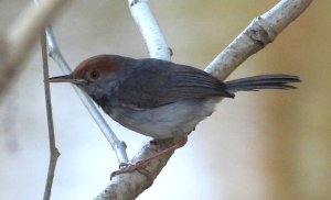 Cambodian Tailorbird.JPG