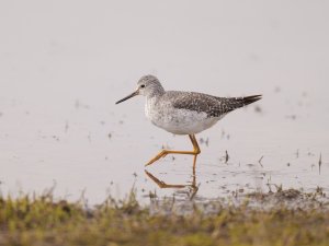 Lesser Yellowlegs