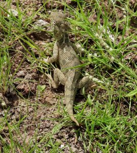 Short-tailed Agama