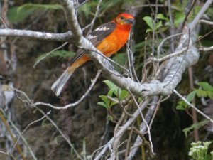 Flame-colored Tanager