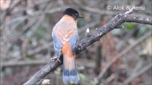 Himalayas-785 : Rufous Sibia : Amazing Wildlife of India by Renu Tewari and Alok Tewari