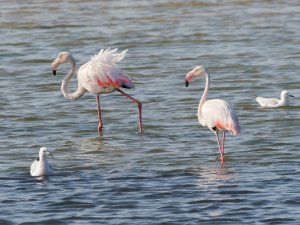 flamingos