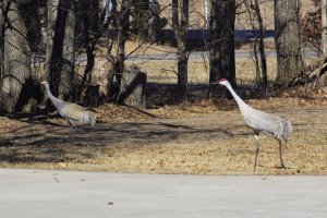 Sandhill Crane pair