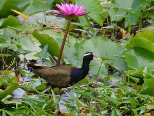 Bronze-winged Jacana