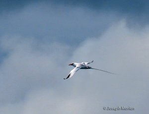 Red-billed Tropicbird