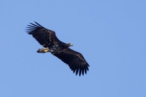 Juvenile White-tailed Eagle