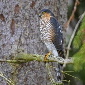 Male Sparrowhawk