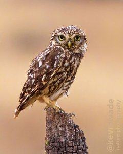 Little Owl