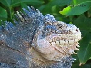 Lesser Antillean Iguana (Iguana delicatissima)