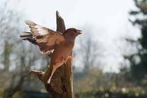 Hawfinch starting N3086992