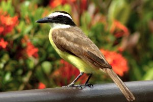 Great Kiskadee