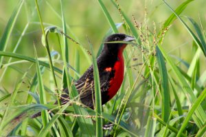 Red  - breasted Meadowlark (male)