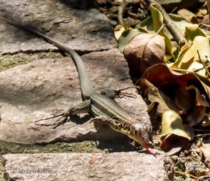 Anguilla Bank Ameiva (Pholidoscelis plei)