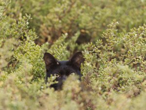 black bush cat