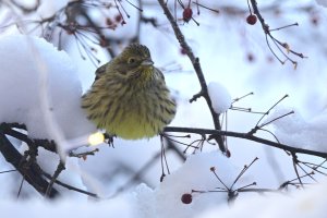Christmas birds - Yellowhammer